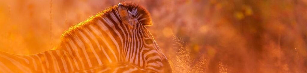 alt="buckeltest safari Kruger national park"