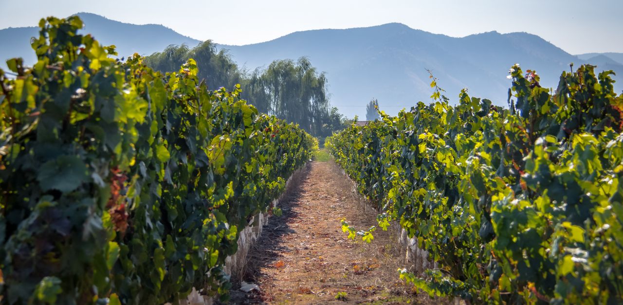 alt="Santiago de Chile Wine yards"