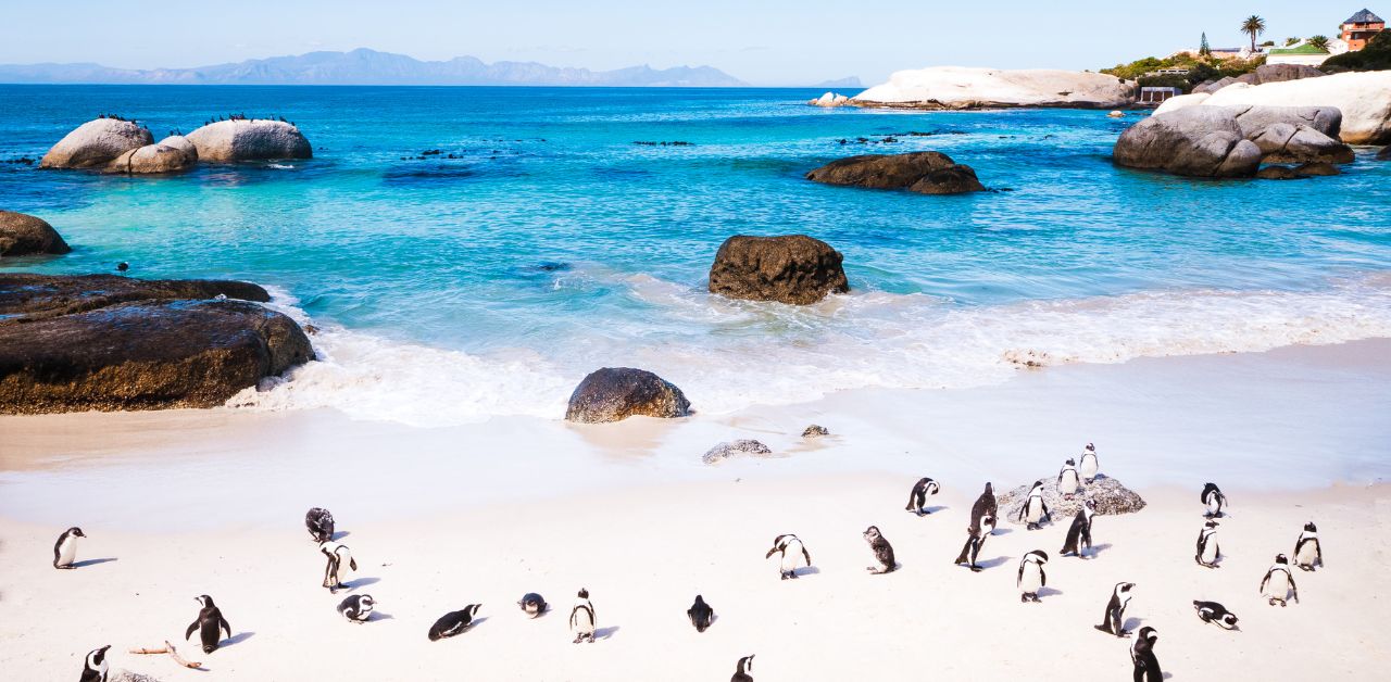 alt="Cape Town, South Africa travel vacation with penguins beach"