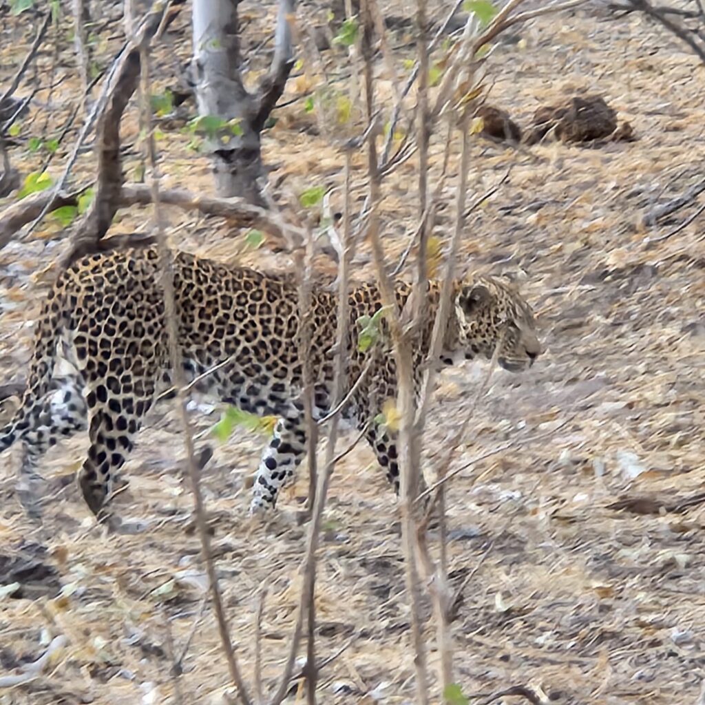 alt="Botswana, Leopard"