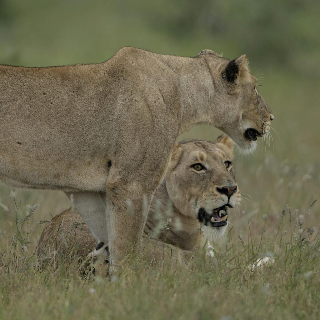 alt="South Africa, Lions"