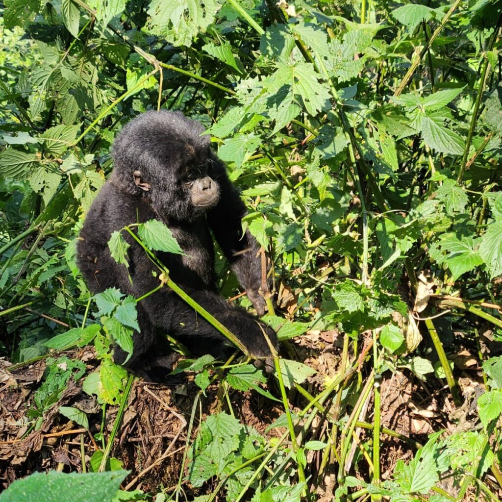 alt="Uganda, Baby Gorilla"