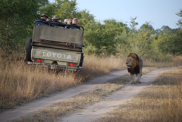 alt="on a safari driving past a lion"